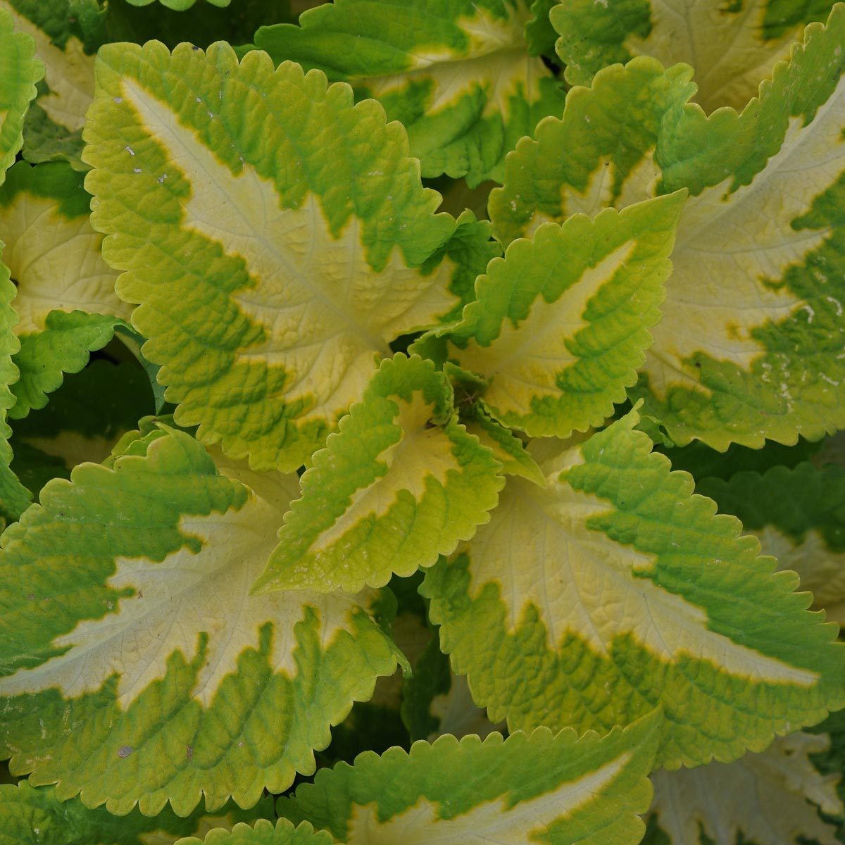 Coleus