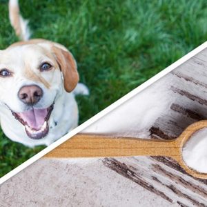 dog baking soda
