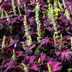 Crazy About Coleus