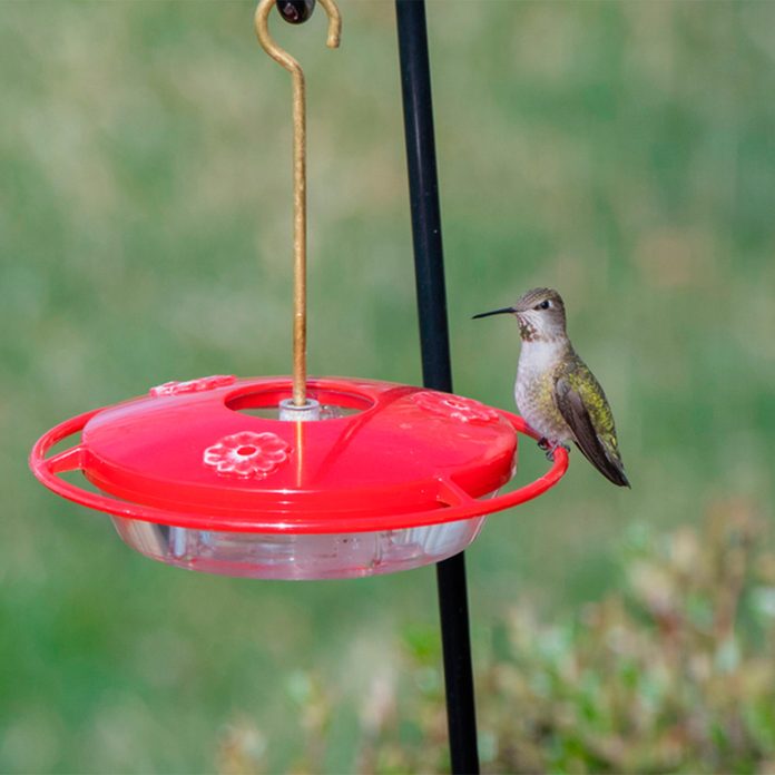 hummingbird on feeder