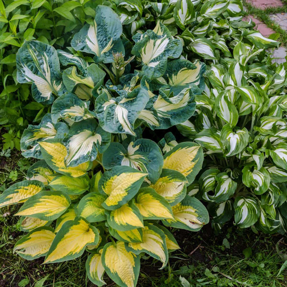 hosta