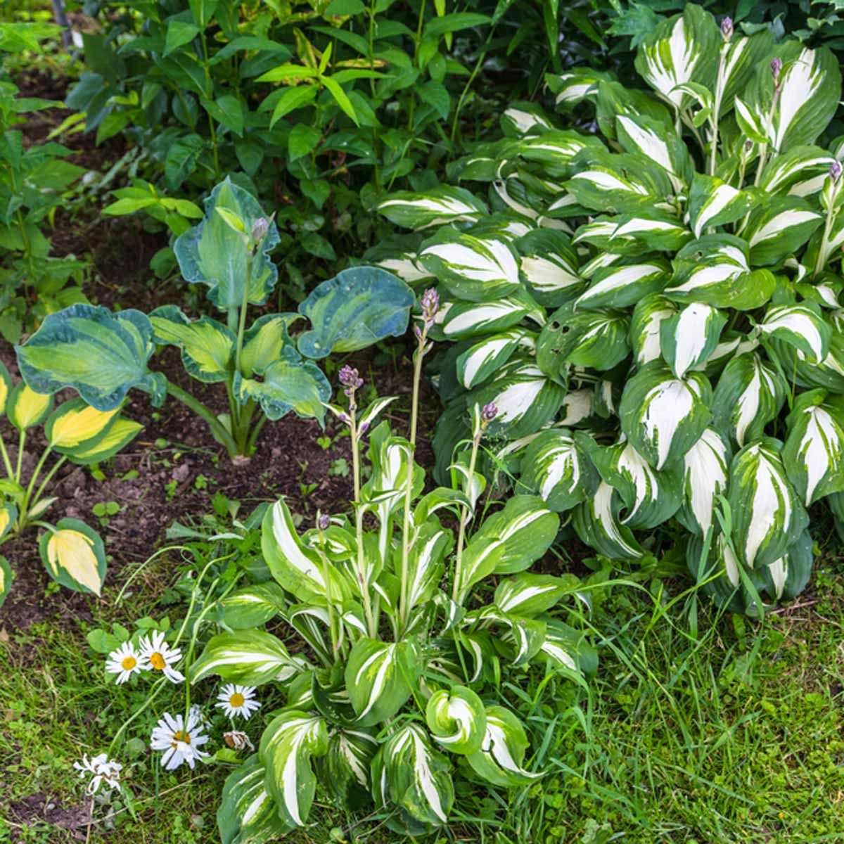 hosta