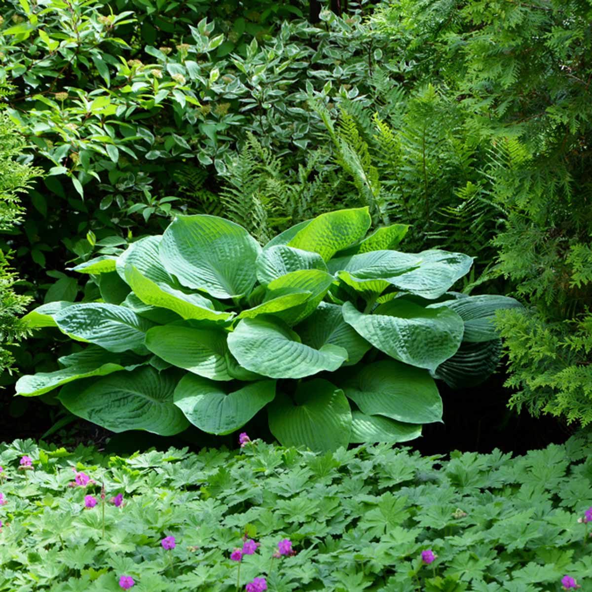 hostas