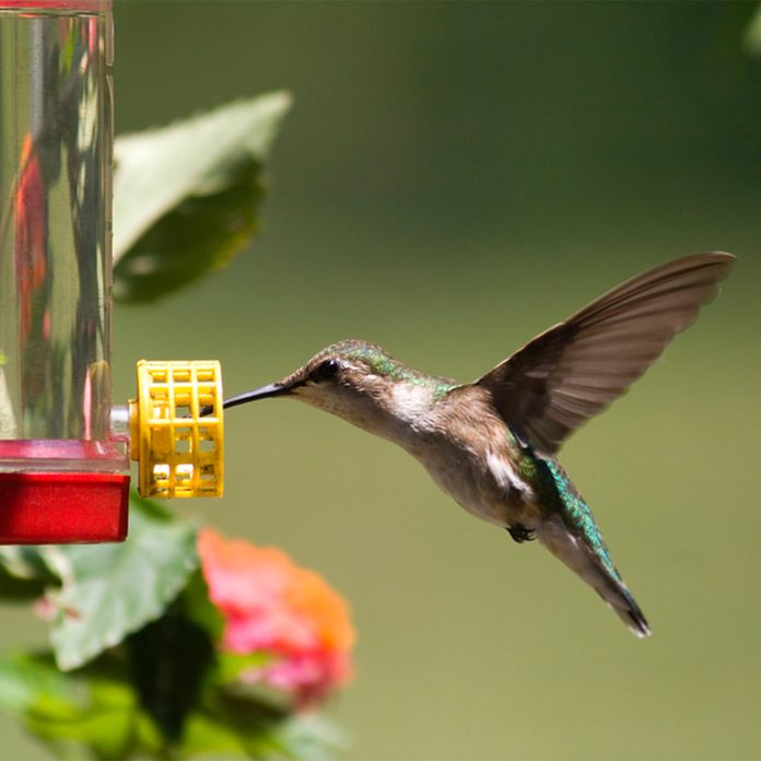 hummingbird at feeder