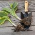 How to Split Hostas