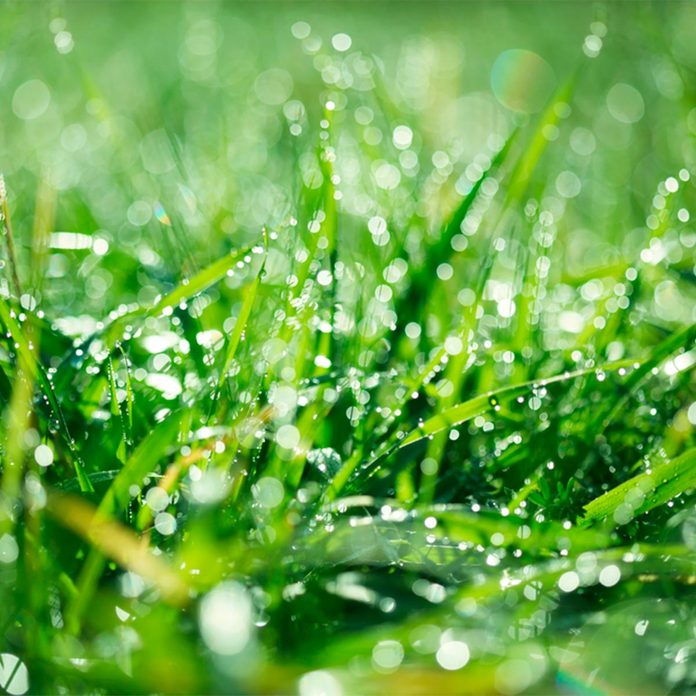 wet grass