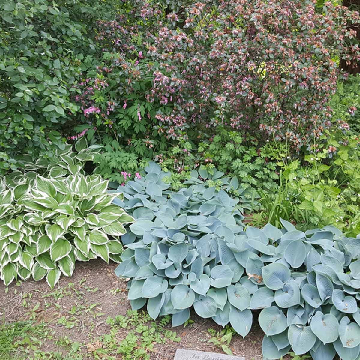 hostas