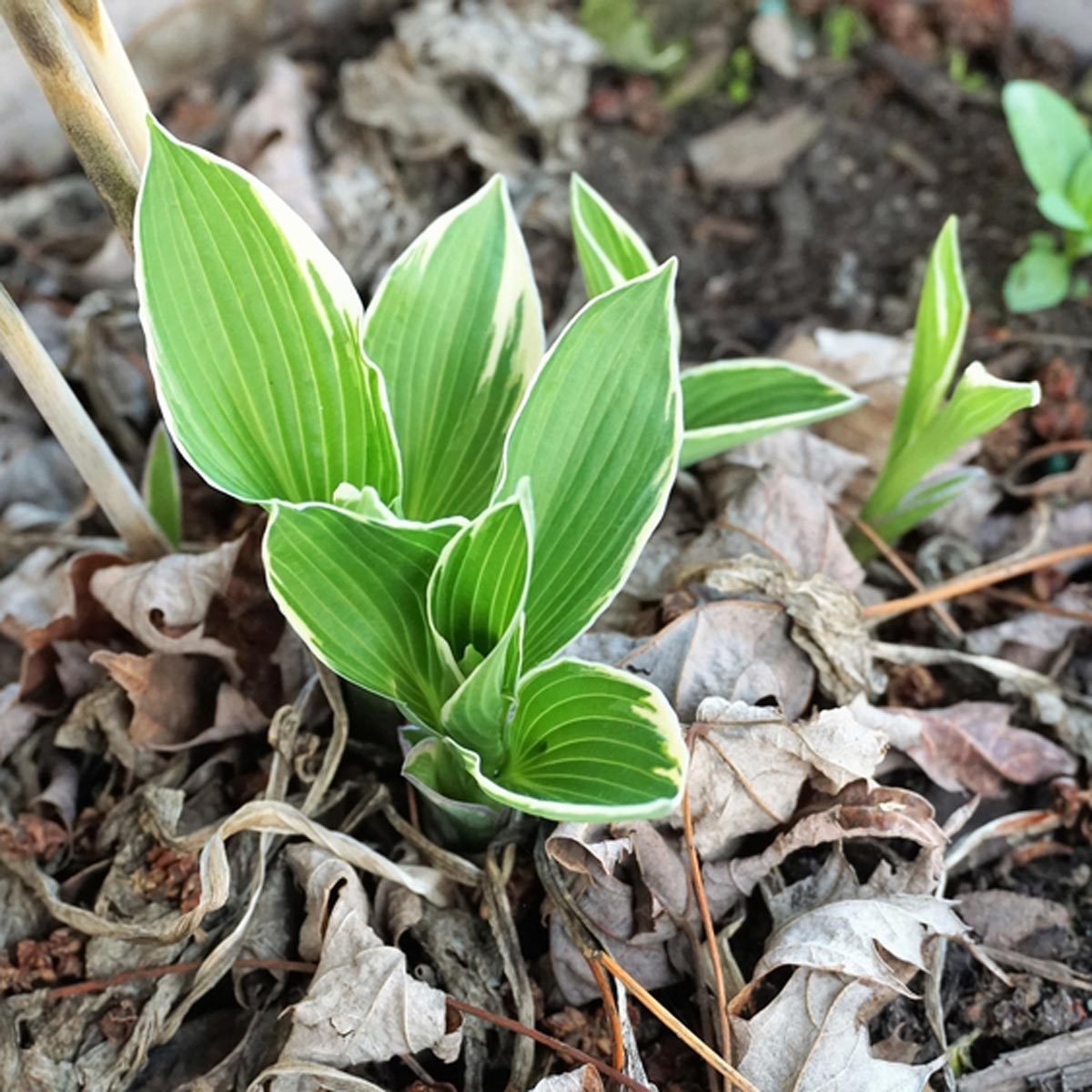 hosta