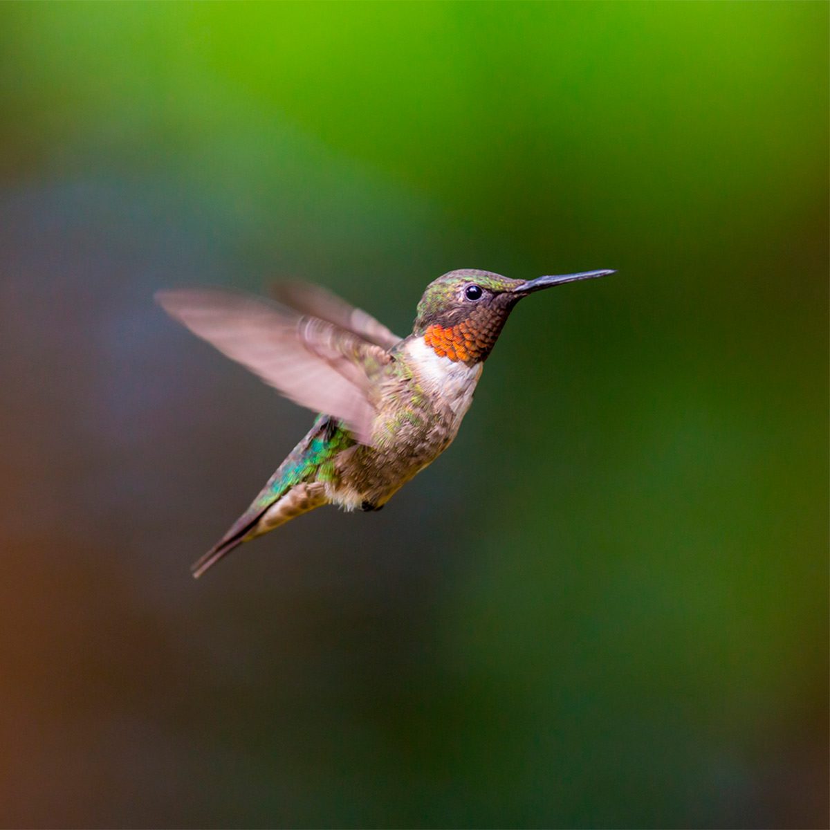 flying hummingbird