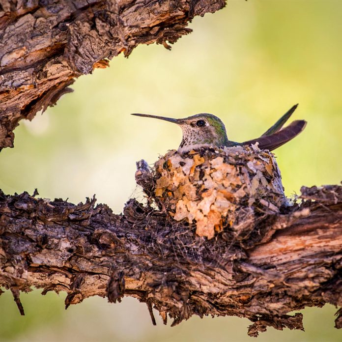 hummingbird nest