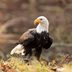 Why the Bald Eagle Wasnâ€™t Supposed to Be the National Bird