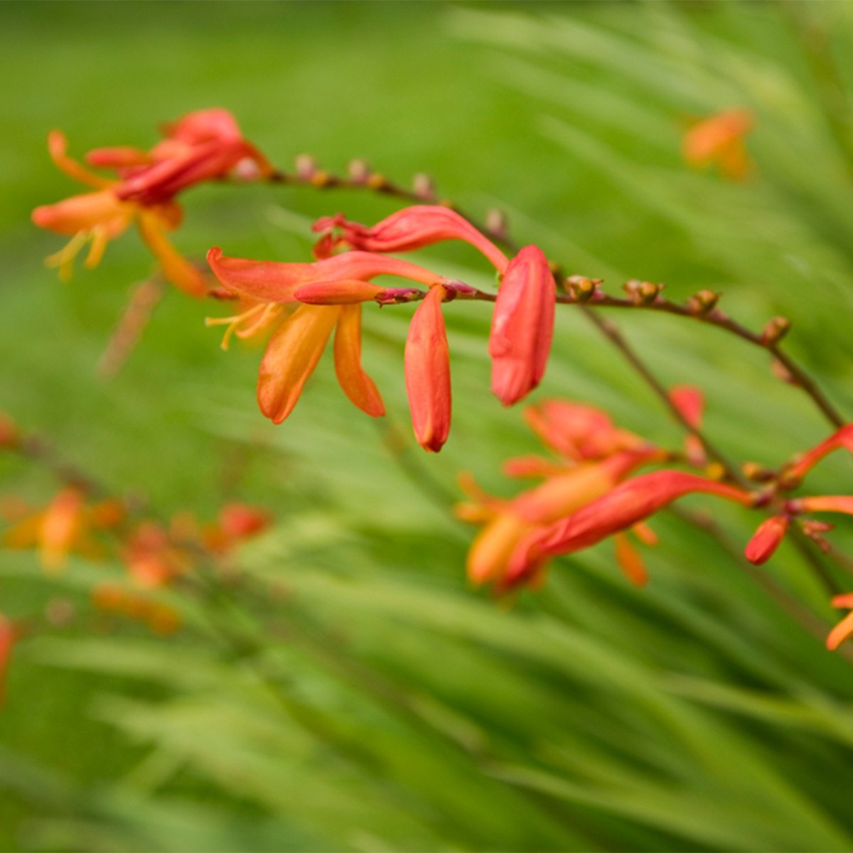 red tubular flowers