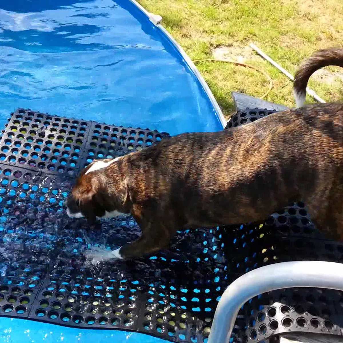 dog