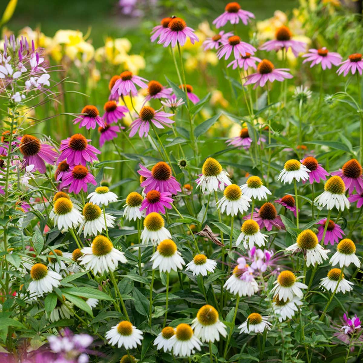 coneflower