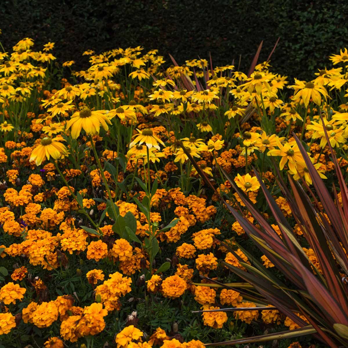 marigolds