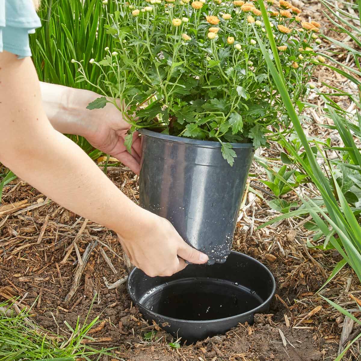 plant in a pot landscaping design seasonal mums HH Handy Hint