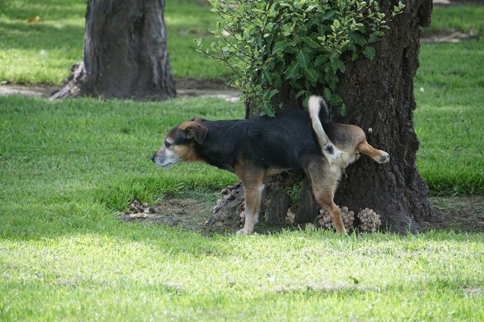 why dogs kick up the lawn