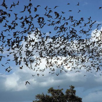 swarming bats