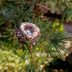 What a Hummingbird Home Looks Like