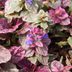 10 Landscaping Plants You (Probably) Can't Kill