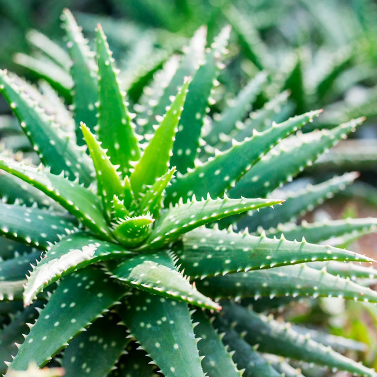 aloe