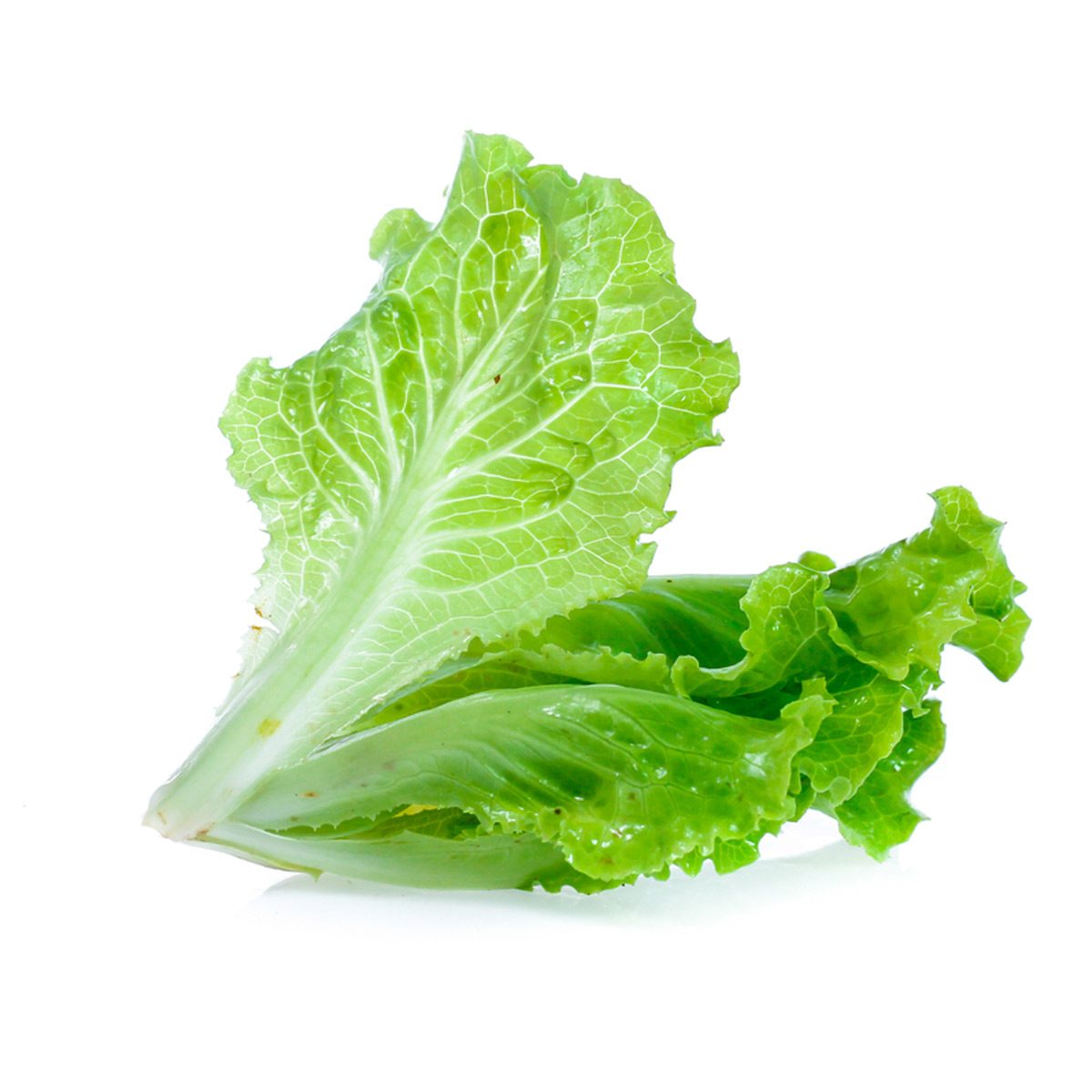 lettuce