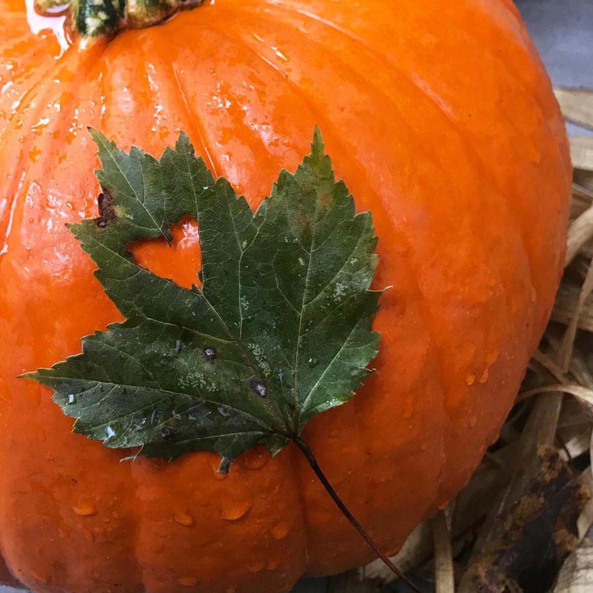 heart leaf on pumpkin 