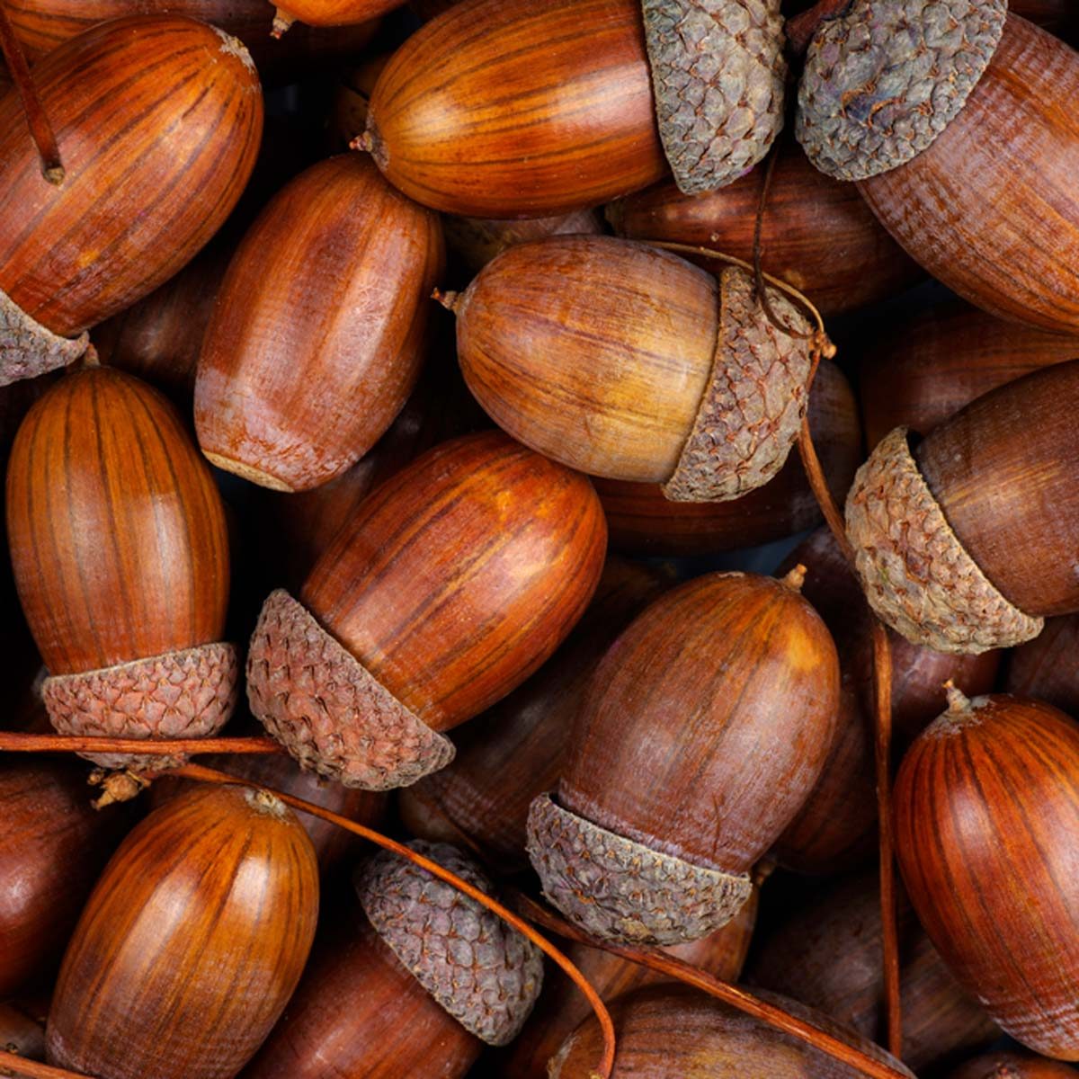 acorns