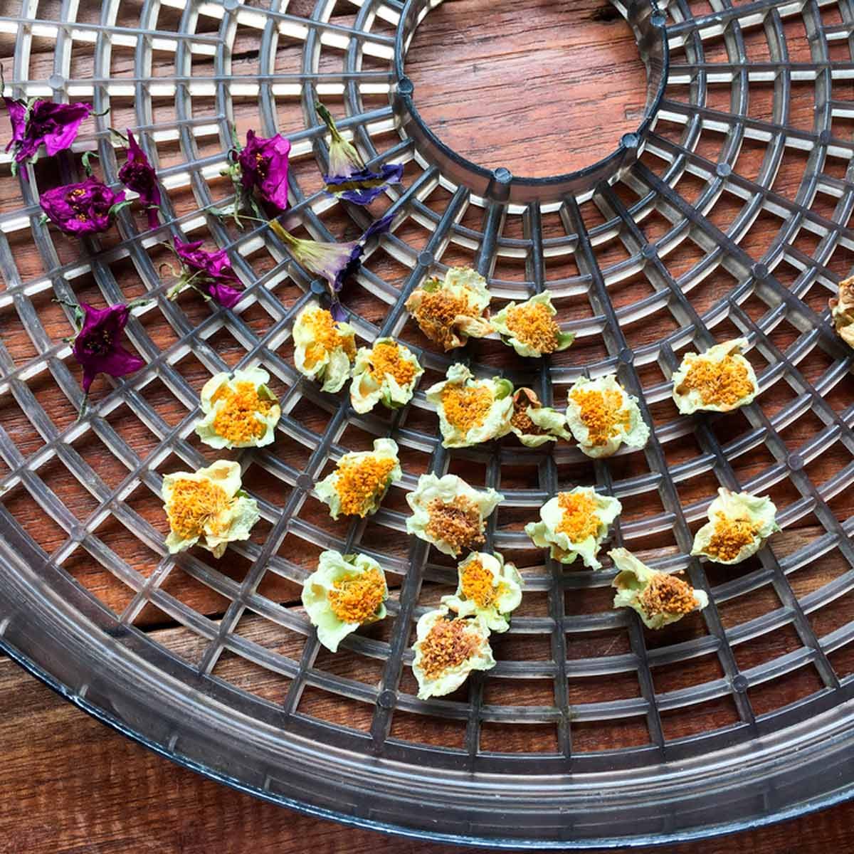 Flowers food dehydrator uses