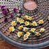 10 Unusual Ways to Use Your Food Dehydrator