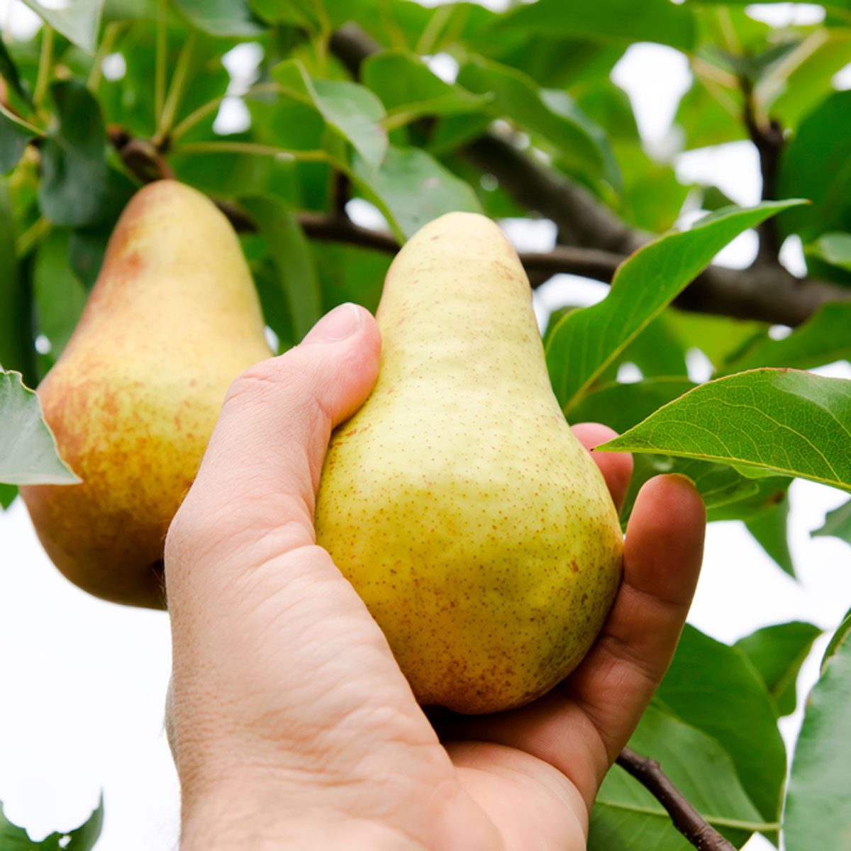 pear