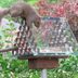 10 Favorite Attempts at Preventing Squirrels from Reaching Bird Feeders