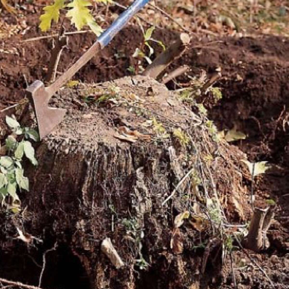 How to Remove a Tree Stump with a Grinder