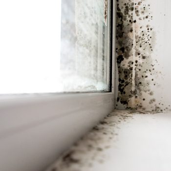 mold