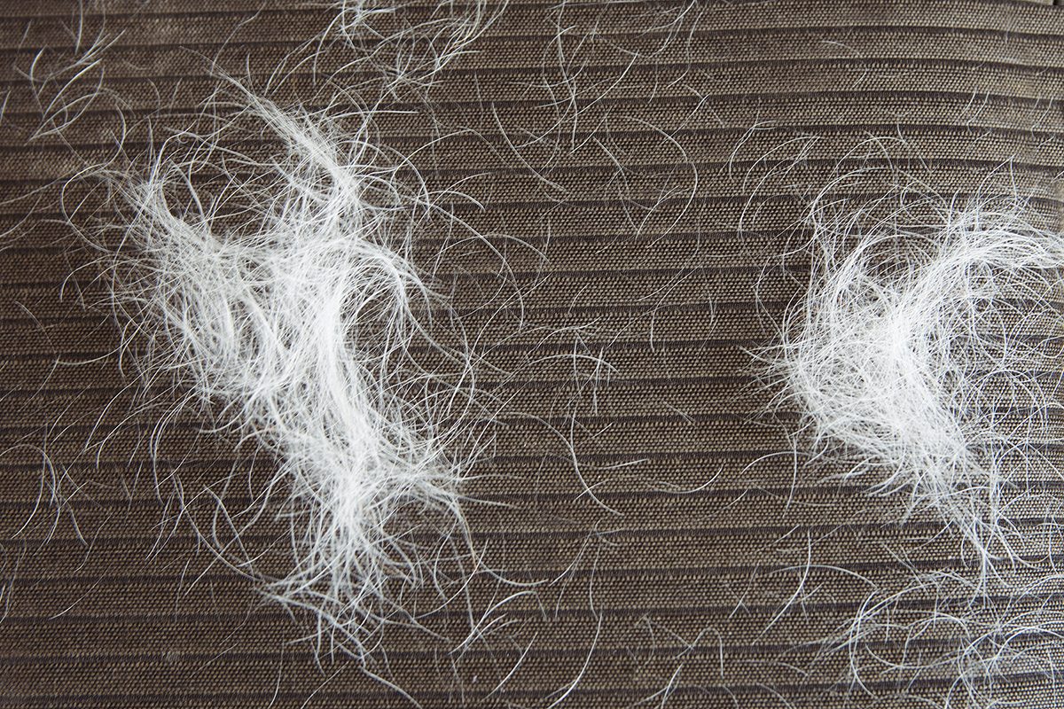 Close Up Dog Or Cat Hair On Black Sofa Furniture.