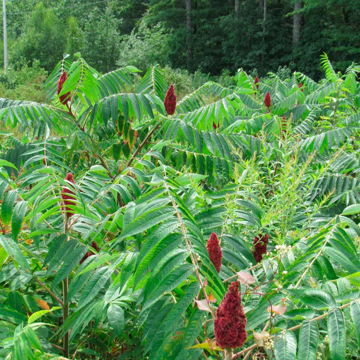 Sumac
