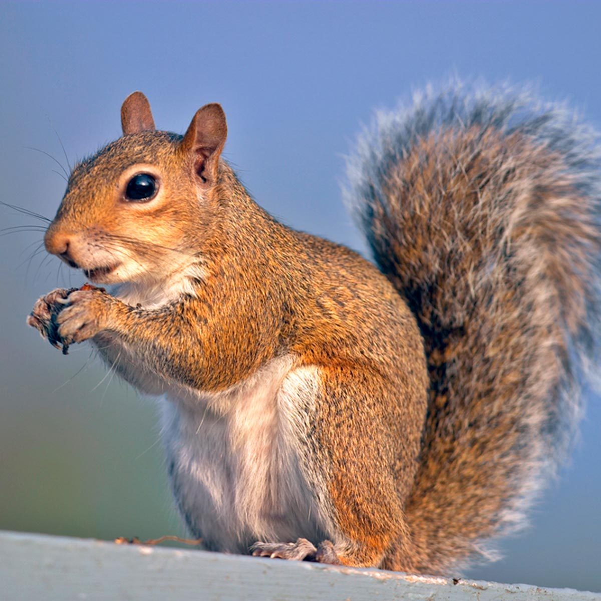 Squirrel