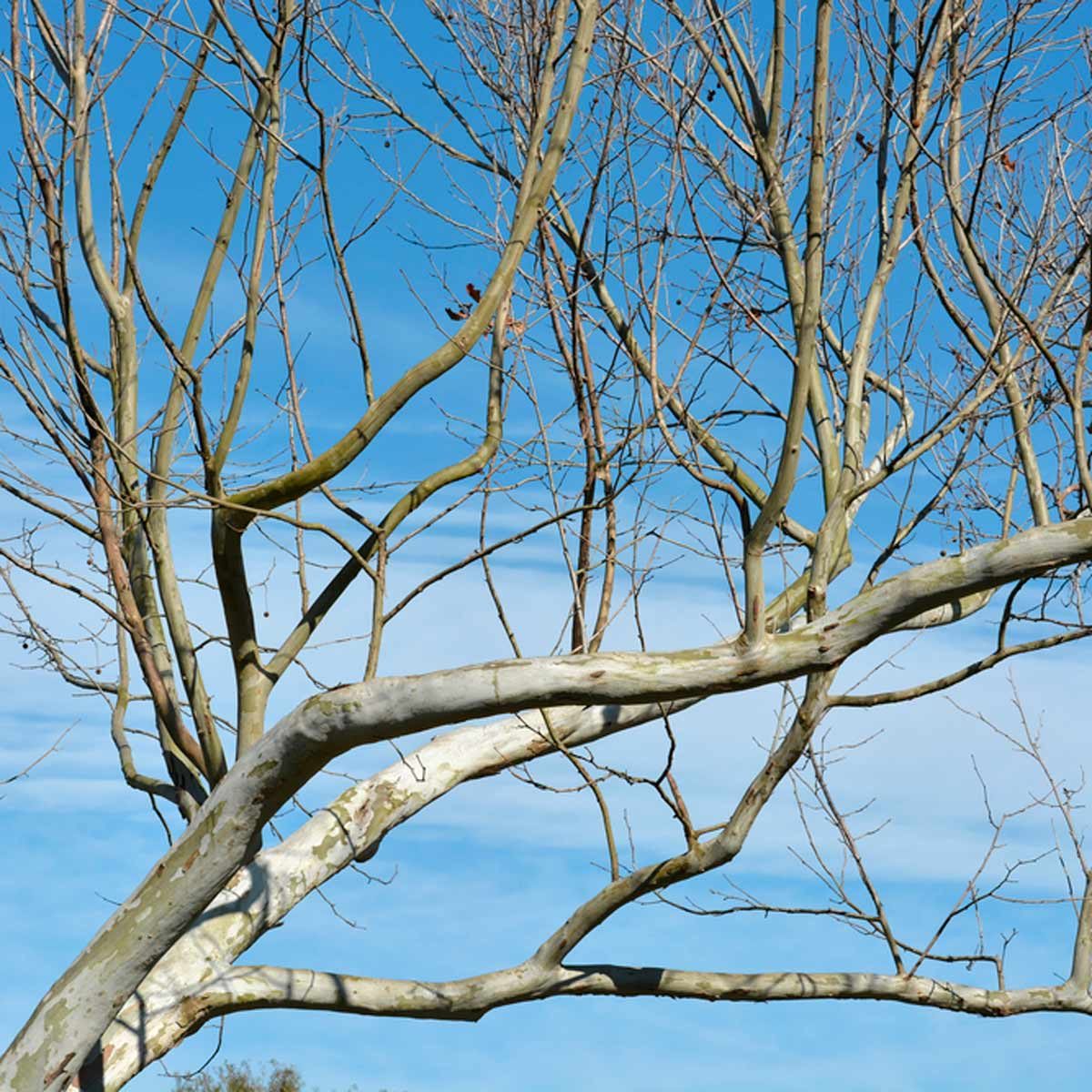 tree