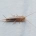 What is a Silverfish?