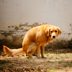 This Is Why Dogs Spin Around Before They Poop