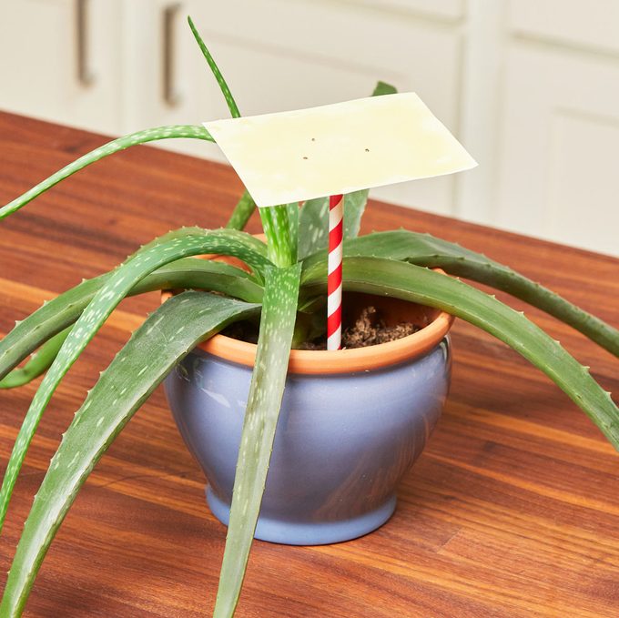 HH Handy Hint yellow index card honey gnat trap