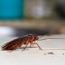 4 Best Cockroach Traps: Including Sticky Glue, Electronic, and Natural Options