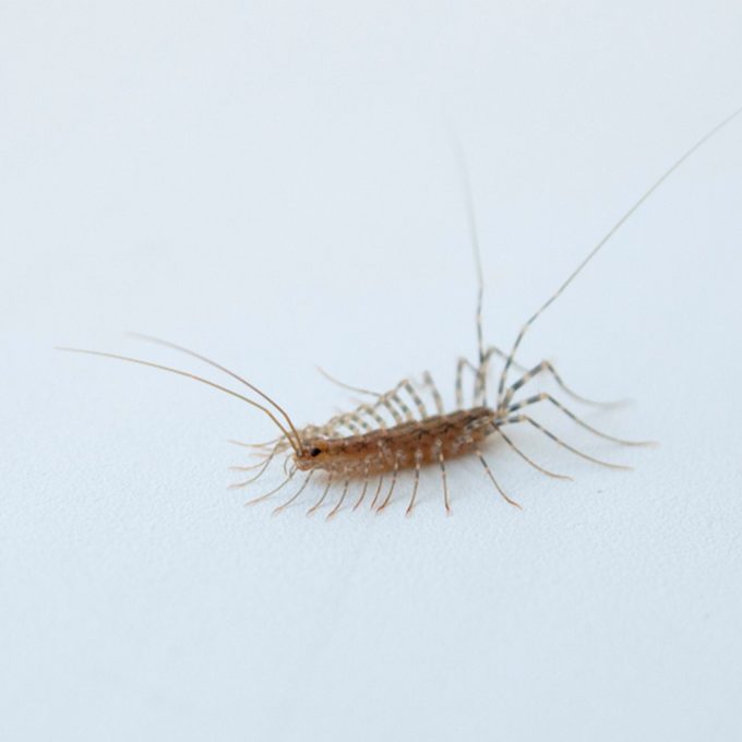 are centipedes poisonous?