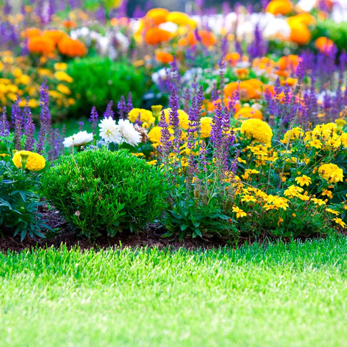 flowers garden bloom