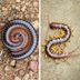 Millipedes vs. Centipedes: What's the Difference?