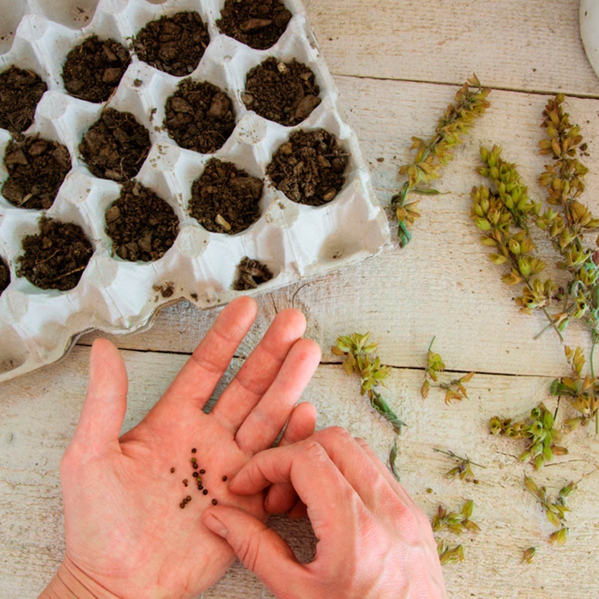 starting seeds in egg cartons