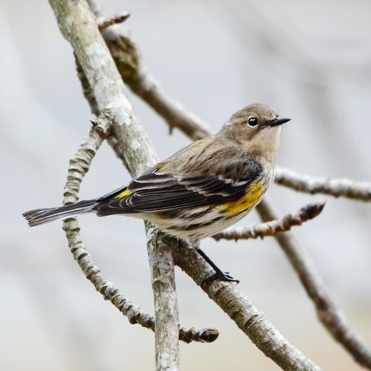 Yellow-Rumped Warbler