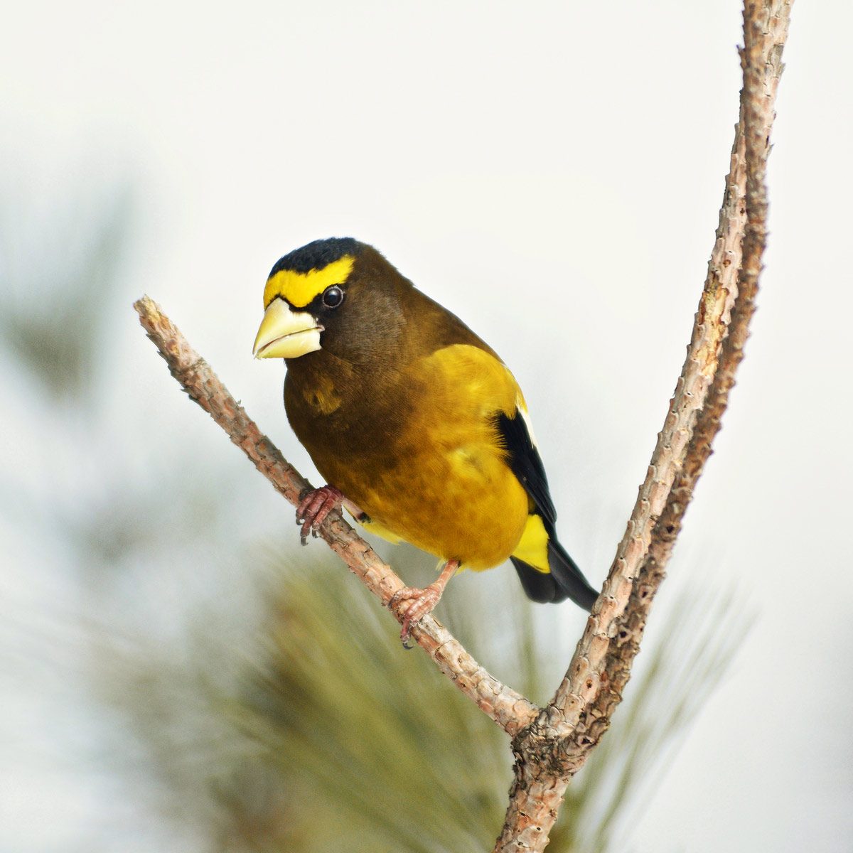 Evening Grosbeak