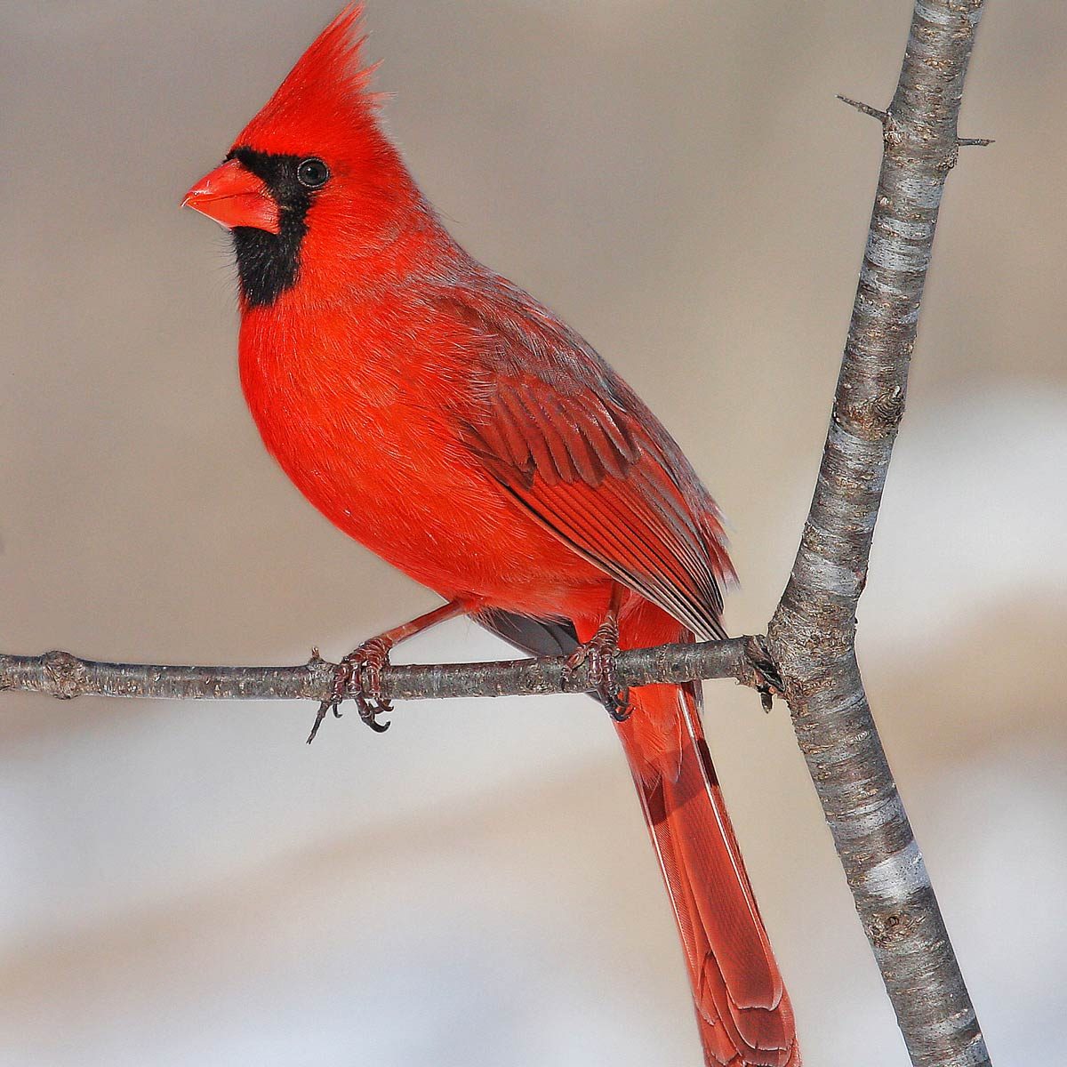 Northern Cardinal