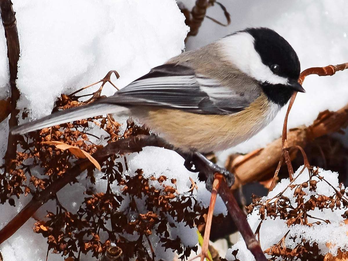 Black capped chickadee